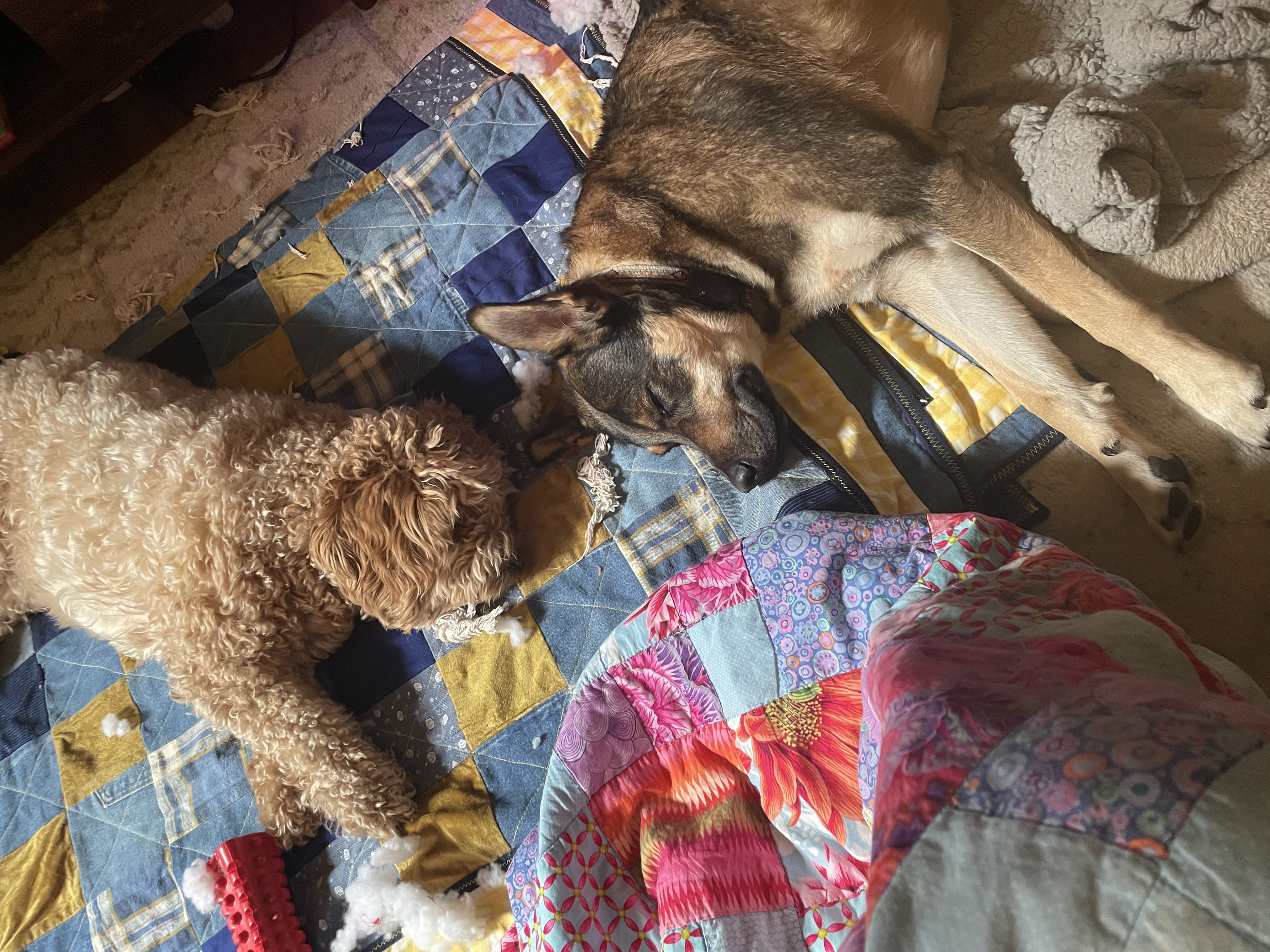 milo after christmas