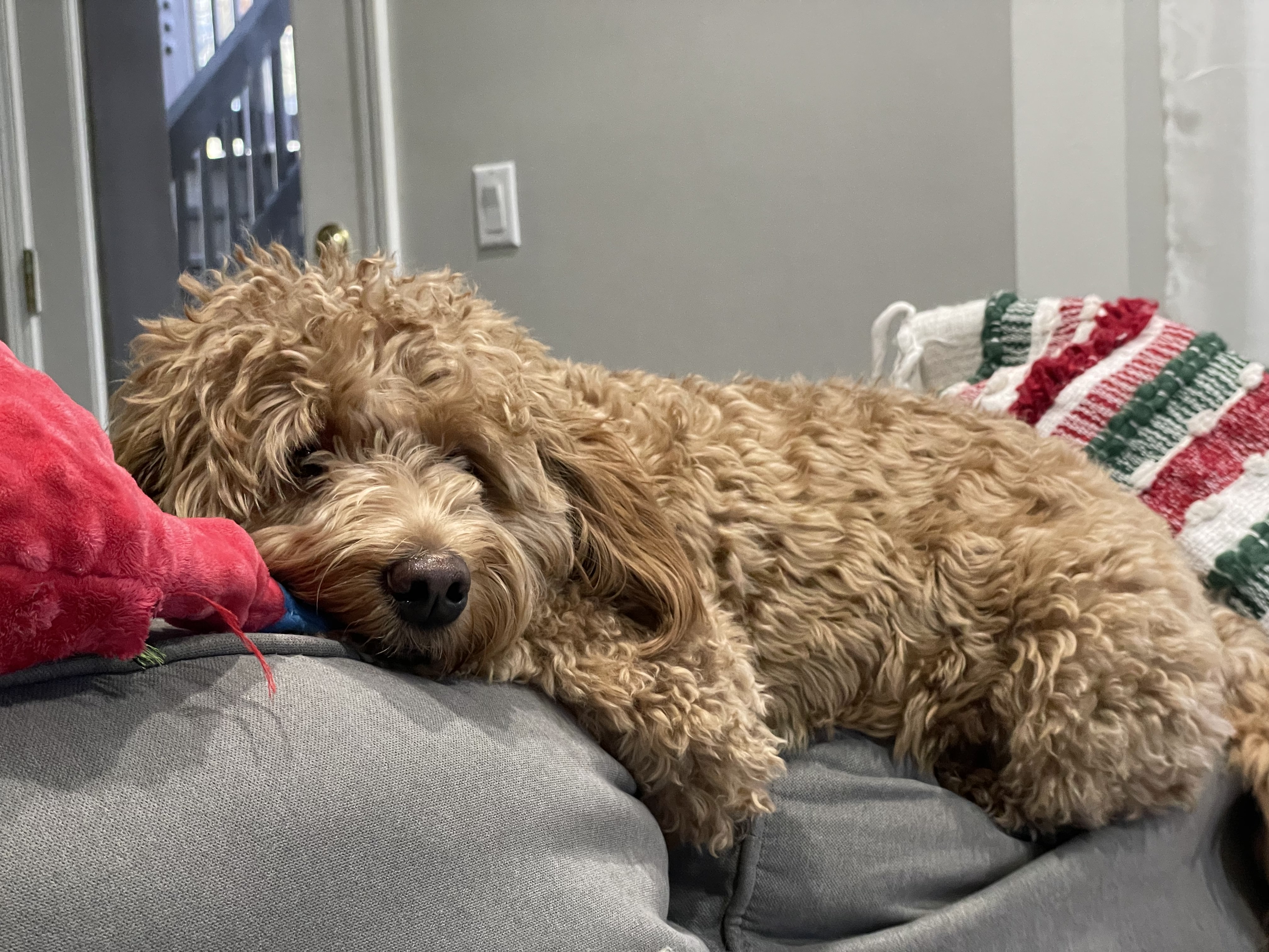 milo on the couch top