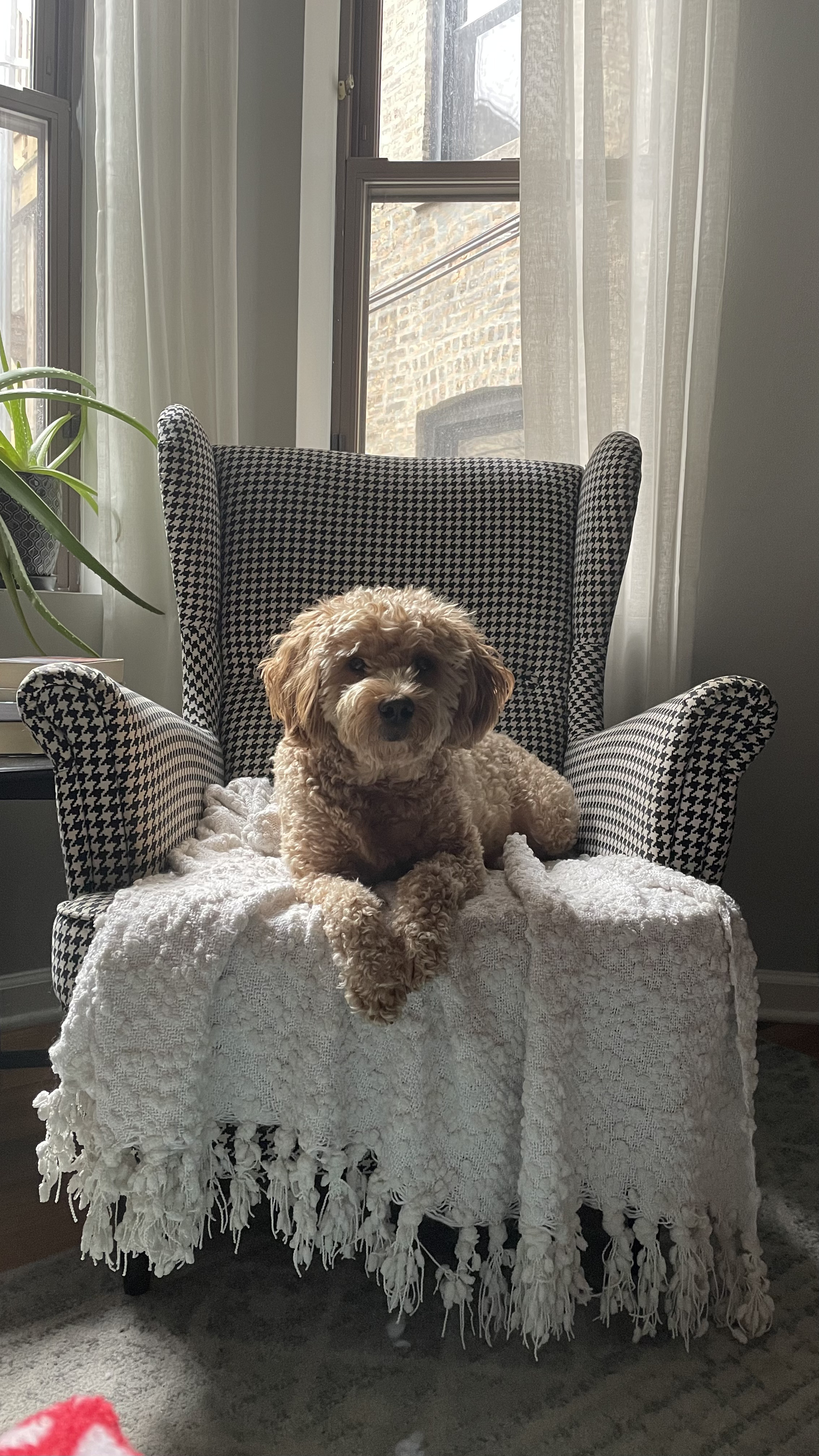 milo on the chair