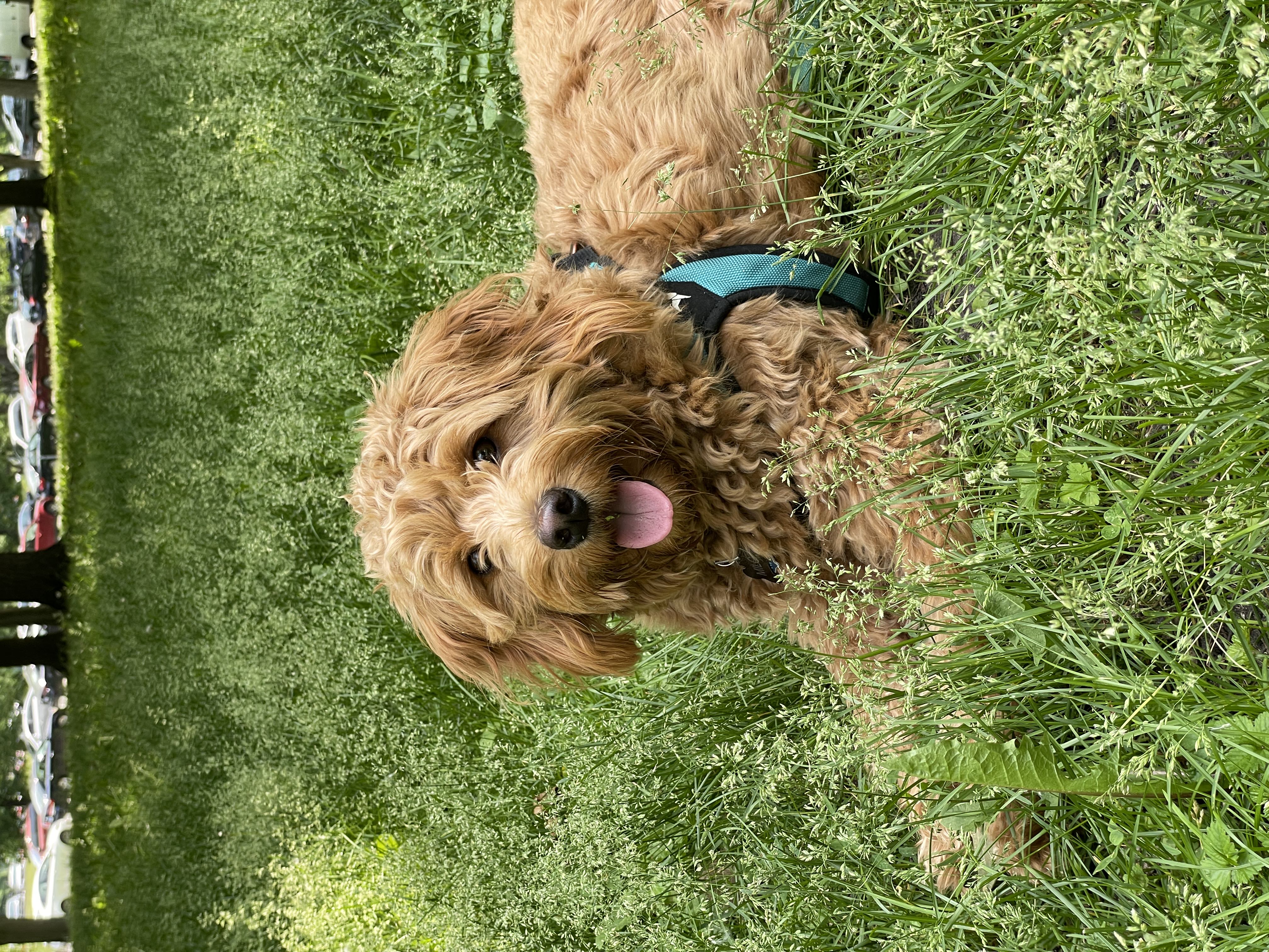 milo as a puppy in the park