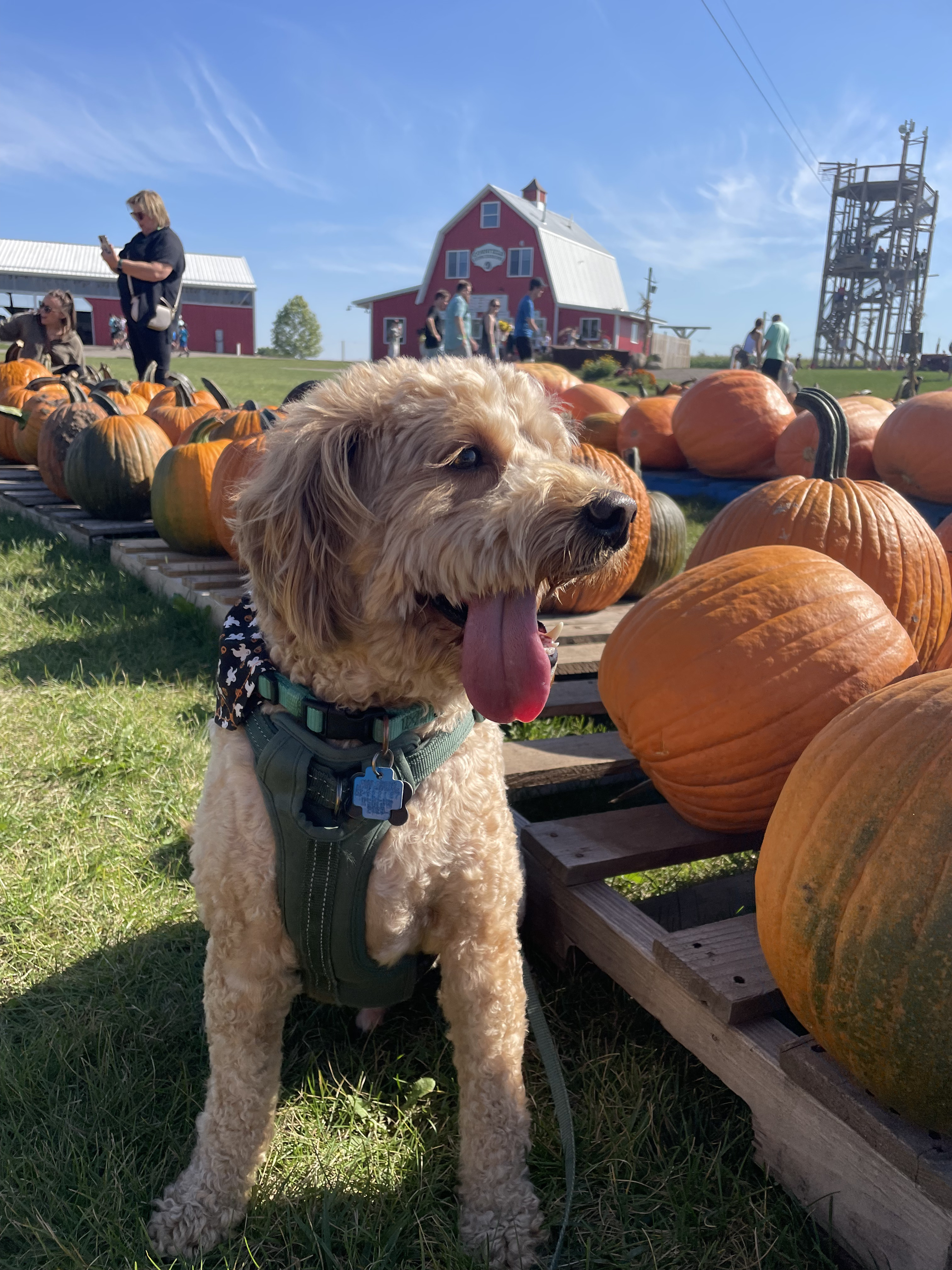 milo getting a pumpkin
