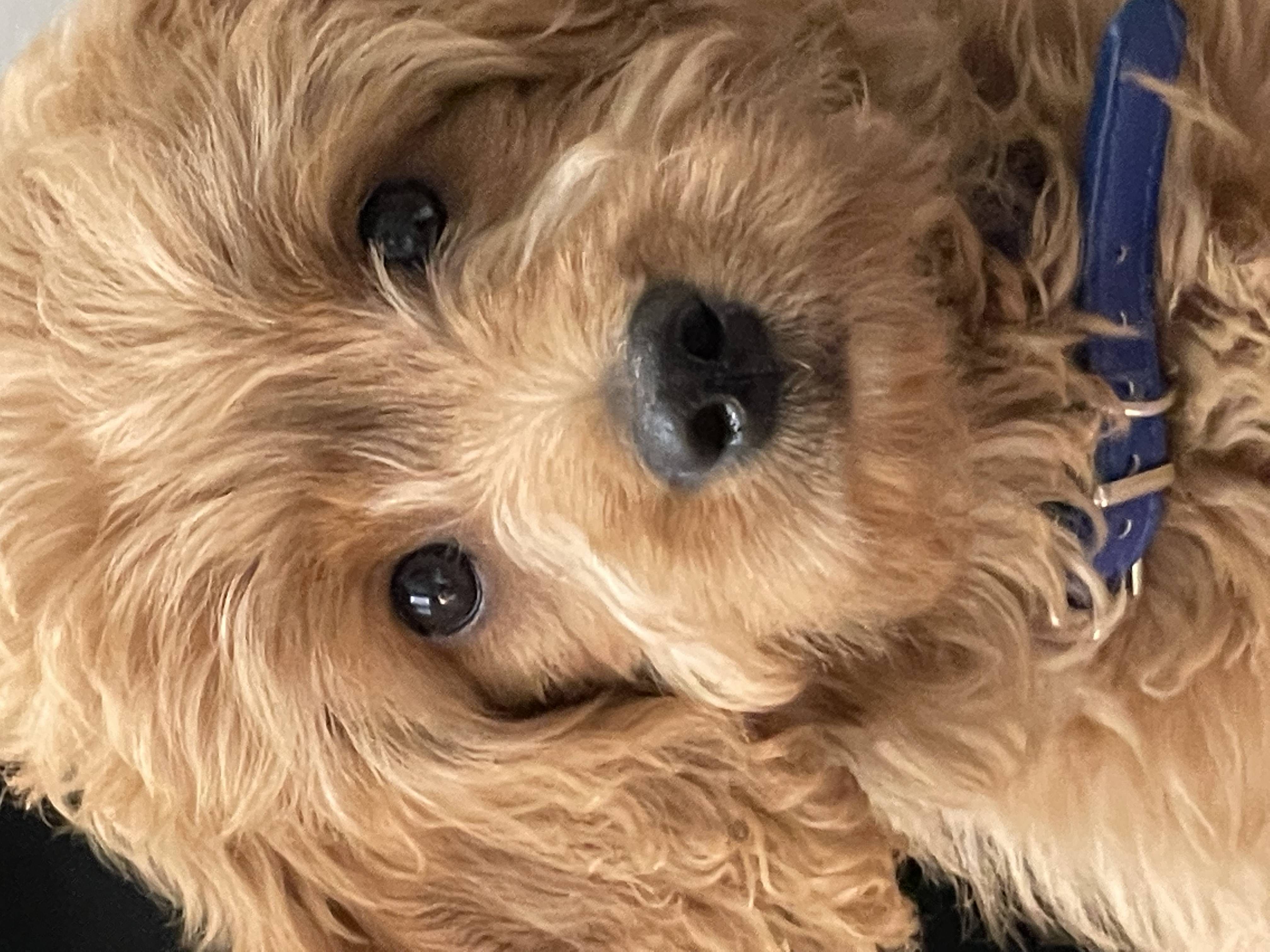 milo as a puppy close up