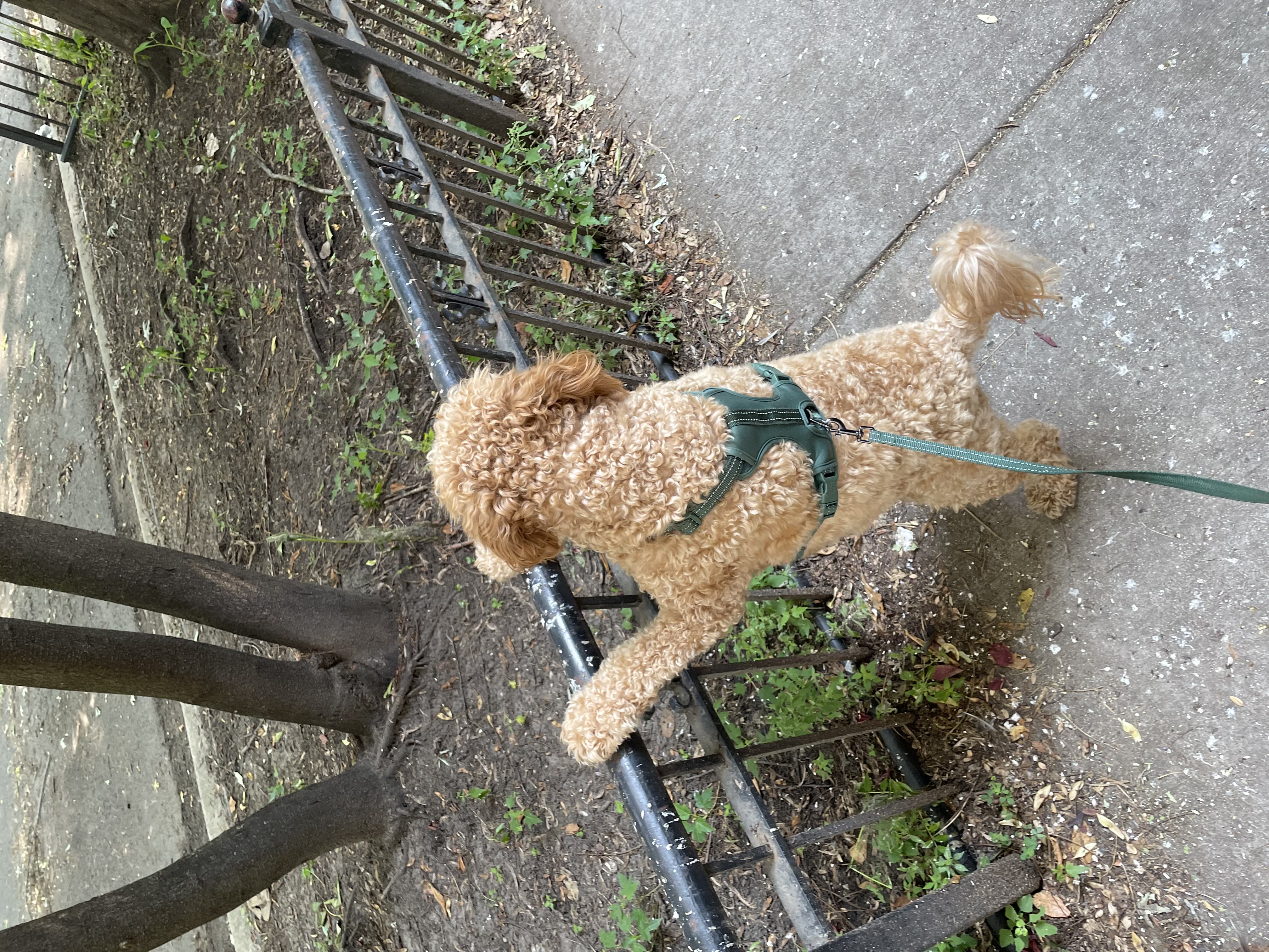 milo looking at squirels
